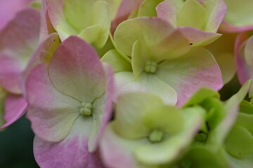 Close-up of yellow and pink hydrangea flowers