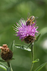 Bee loaded heavily with pollen collecting necta from a thistle flower