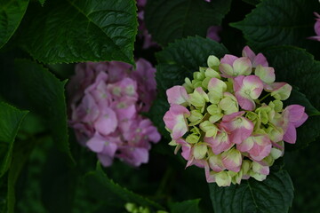 pink hydrangea flowers on a bush as a background, green hydrangea branches with flowers 