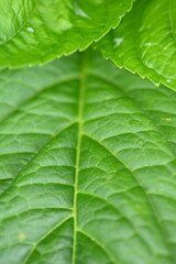 green leaf texture close-up, macro leaf texture 