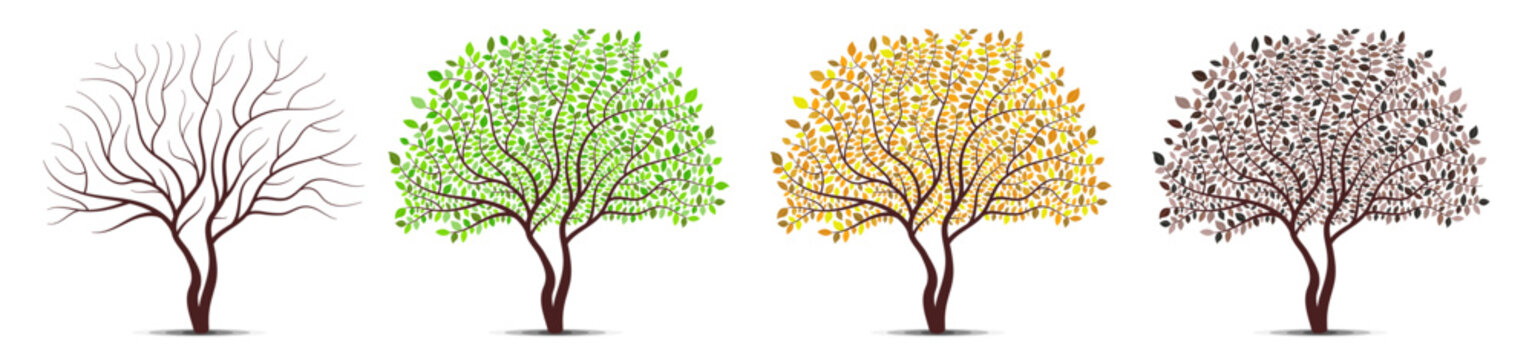 Tree four seasons. Winter, Spring, Summer, Autumn. Detailed leaves vector.