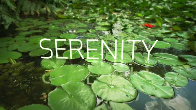 Serenity word over a lilly pond scene