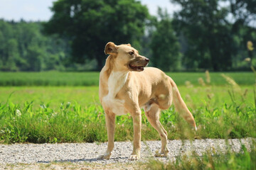 Hund mit drei Beinen steht an einer Wiese und blickt nach rechts