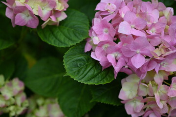 pink hydrangea flowers on a bush as a background, green hydrangea branches with flowers 