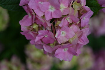 pink hydrangea flowers on a bush as a background, green hydrangea branches with flowers 