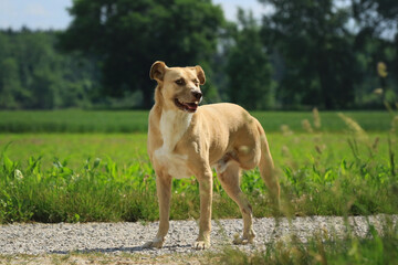 Augen zwinkern - Hund mit drei Beinen vor einer grünen Wiese