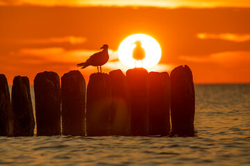 Zachód słońca - Morze Bałtyckie - Mewy