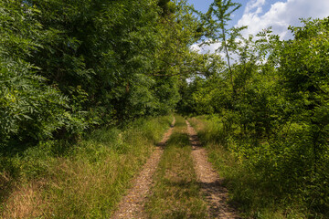Dirt road. there are mature trees and bushes around the road.