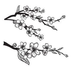 Hand drawn sketch style cherry blossom set. Spring flower illustration. Best for greeting cards, invitations designs. Vector drawing.