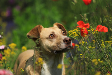 Beiger Hund in Blumenwiese blickt nach oben