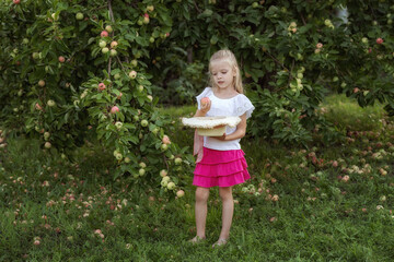 A little girl collects apples in a hat in the garden. The child picks apples on the farm.