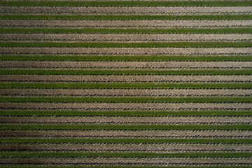 Grape plantation in Italy top view. Fruit rows aerial view. Rows of vineyards aerial view. Smooth vineyard lines. Italian Vineyards top view. Vertical aerial view of a vineyard plantation.
