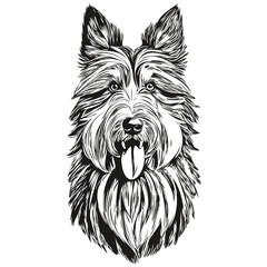 Bearded Collie dog portrait in vector, animal hand drawing for tattoo or tshirt print illustration sketch drawing