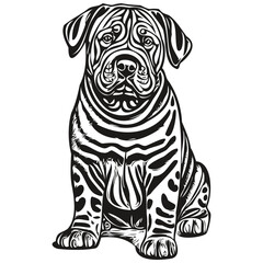 Chinese Shar Pei dog pet silhouette, animal line illustration hand drawn black and white vector