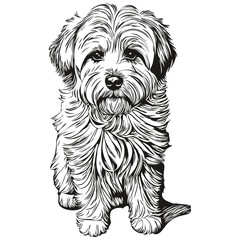 Coton de Tulear dog breed line drawing, clip art animal hand drawing vector black and white realistic pet silhouette