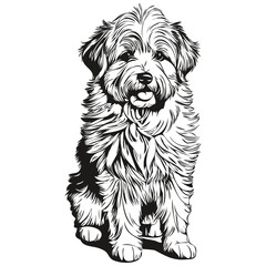 Coton de Tulear dog vector graphics, hand drawn pencil animal line illustration