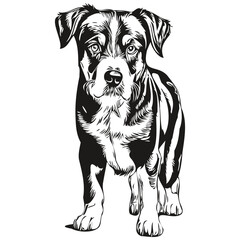 Entlebucher Mountain dog engraved vector portrait, face cartoon vintage drawing in black and white