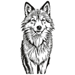 Fototapeta premium Icelandic Sheepdog dog line illustration, black and white ink sketch face portrait in vector sketch drawing