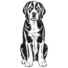 Greater Swiss Mountain dog hand drawn logo drawing black and white line art pets illustration sketch drawing