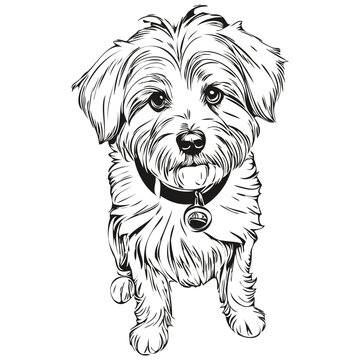 Coton de Tulear dog isolated drawing on white background, head pet line illustration realistic breed pet