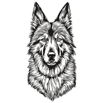 Belgian Tervuren dog portrait in vector, animal hand drawing for tattoo or tshirt print illustration sketch drawing