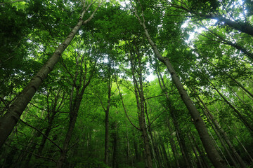 Fototapeta premium green forest