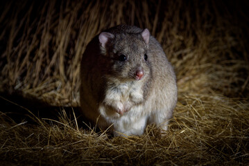 Boodie - Bettongia lesueur also Burrowing bettong or Lesueur's rat-kangaroo, small furry mammal...