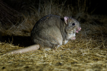 Boodie - Bettongia lesueur also Burrowing bettong or Lesueur's rat-kangaroo, small furry mammal native to Australia during night, restricted to a few coastal islands, rat-kangaroo family Potoroidae