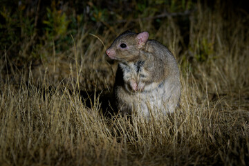 Boodie - Bettongia lesueur also Burrowing bettong or Lesueur's rat-kangaroo, small furry mammal native to Australia during night, restricted to a few coastal islands, rat-kangaroo family Potoroidae