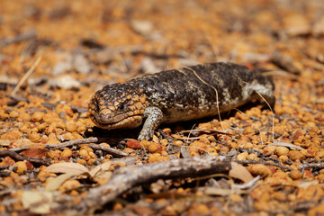 Tiliqua rugosa known as Shingleback skink or Bobtail lizard or Sleepy or Pinecone lizard, short tailed slow species of Blue-tongued skink endemic to Australia, two-headed or stumpy-tailed skink