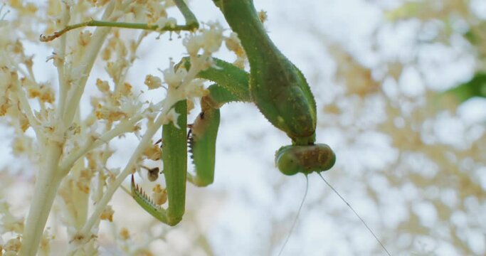 Slow motion close-up of a praying mantis sitting on a branch. the life of insects in the wild. High quality 4k footage