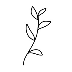 Botanical leaf outline