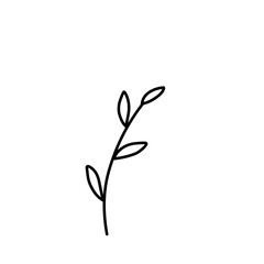 Botanical leaf outline