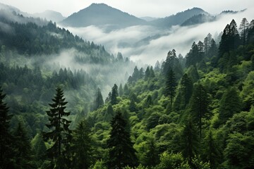 a mountain forest with high trees myst and fog grim background AI Generated 