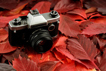 an old camera on a background of red leaves in autumn - Powered by Adobe