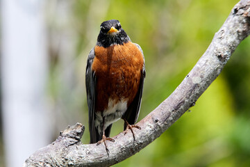 American Robin perched on a tree branch