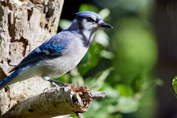 Blue Jay perched on wood