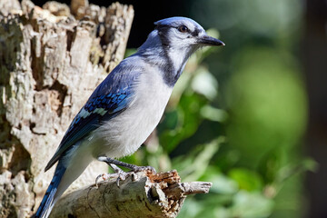 Blue Jay perched on wood