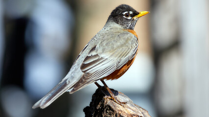 American Robin perched on a tree branch