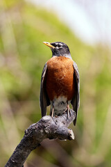 American Robin perched on a tree branch