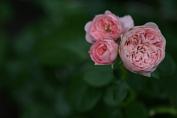 close-up of rose flowers on green background, blank space for inscription 