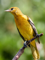 Baltimore Oriole perched on a branch
