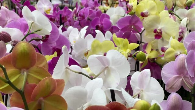 Many colorful blooming orchids in a florist shop