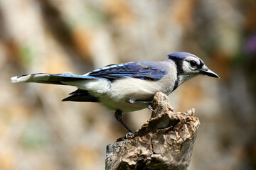 Blue Jay perched on wood