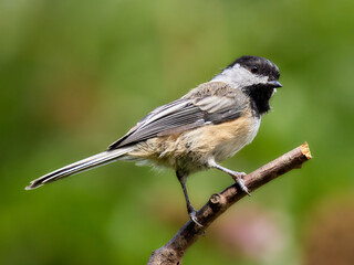 Black Capped Chickadee perched on tree
