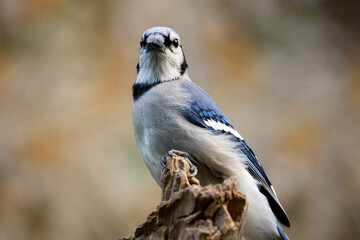 Blue Jay perched on wood
