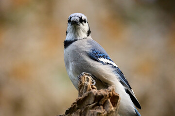 Blue Jay perched on wood