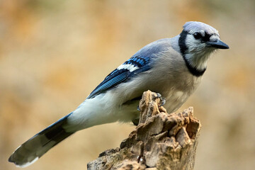 Blue Jay perched on wood