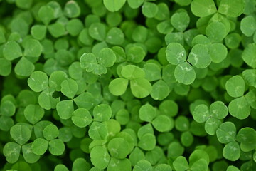 Close-up of clover blossom, patrick's day concept, green clover leaves, close-up of clover blossom, concept of sustainable development 