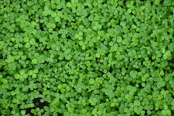 leaf texture, leaf, blossom flowers, shamrock blossom, clover bloom, clover blossom, textured pattern, textured background, blurred backgrounds, green background, white background, white clover, green